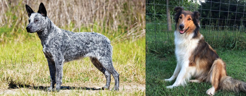 Scotch Collie vs Australian Stumpy Tail Cattle Dog - Breed Comparison