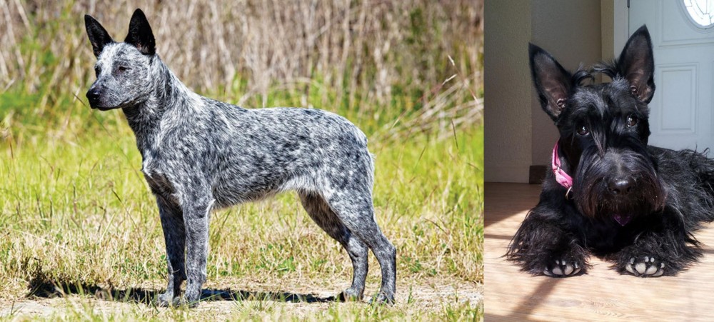 Scottish Terrier vs Australian Stumpy Tail Cattle Dog - Breed Comparison