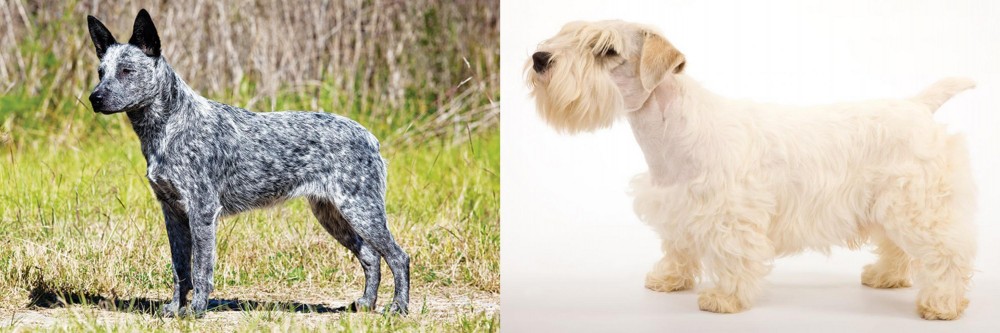 Sealyham Terrier vs Australian Stumpy Tail Cattle Dog - Breed Comparison