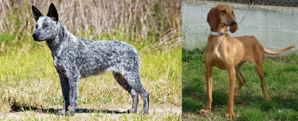 Segugio Italiano vs Australian Stumpy Tail Cattle Dog - Breed Comparison
