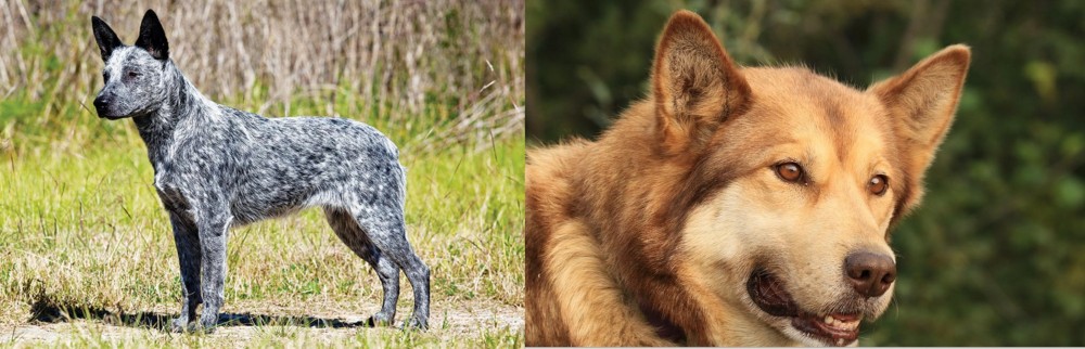Seppala Siberian Sleddog vs Australian Stumpy Tail Cattle Dog - Breed Comparison