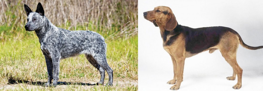 Serbian Hound vs Australian Stumpy Tail Cattle Dog - Breed Comparison