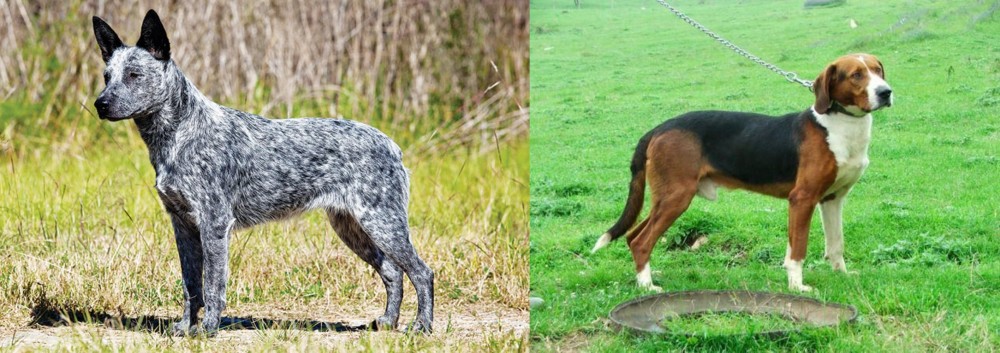 Serbian Tricolour Hound vs Australian Stumpy Tail Cattle Dog - Breed Comparison