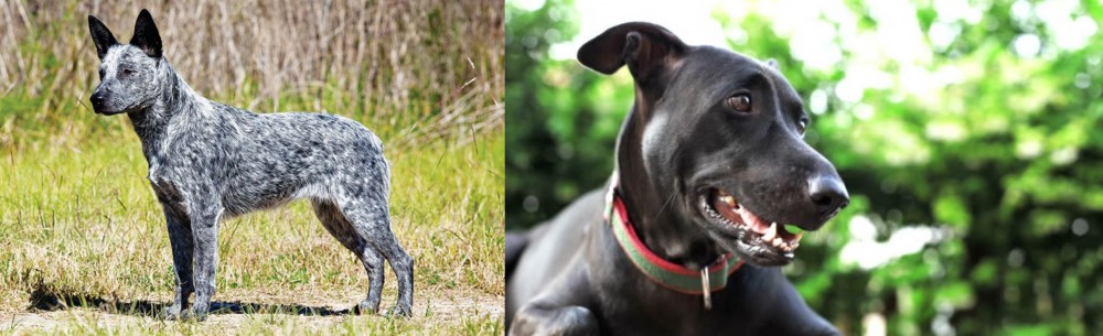 Shepard Labrador vs Australian Stumpy Tail Cattle Dog - Breed Comparison