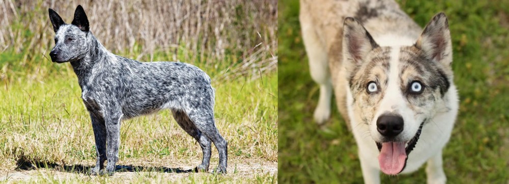 Shepherd Husky vs Australian Stumpy Tail Cattle Dog - Breed Comparison