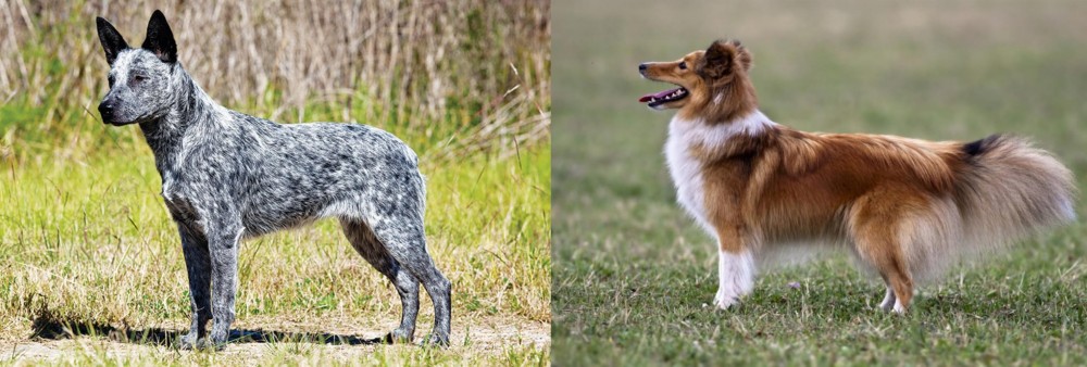 Shetland Sheepdog vs Australian Stumpy Tail Cattle Dog - Breed Comparison