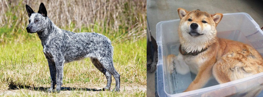 Shiba Inu vs Australian Stumpy Tail Cattle Dog - Breed Comparison
