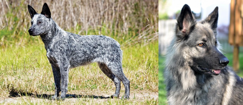 Shiloh Shepherd vs Australian Stumpy Tail Cattle Dog - Breed Comparison