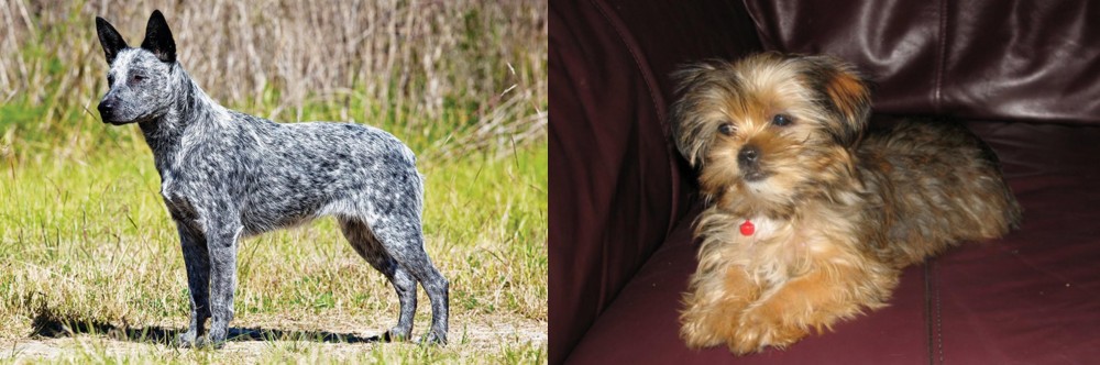 Shorkie vs Australian Stumpy Tail Cattle Dog - Breed Comparison