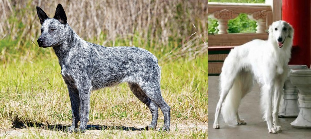 Silken Windhound vs Australian Stumpy Tail Cattle Dog - Breed Comparison