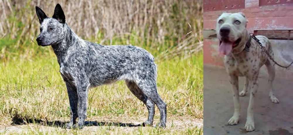 Sindh Mastiff vs Australian Stumpy Tail Cattle Dog - Breed Comparison