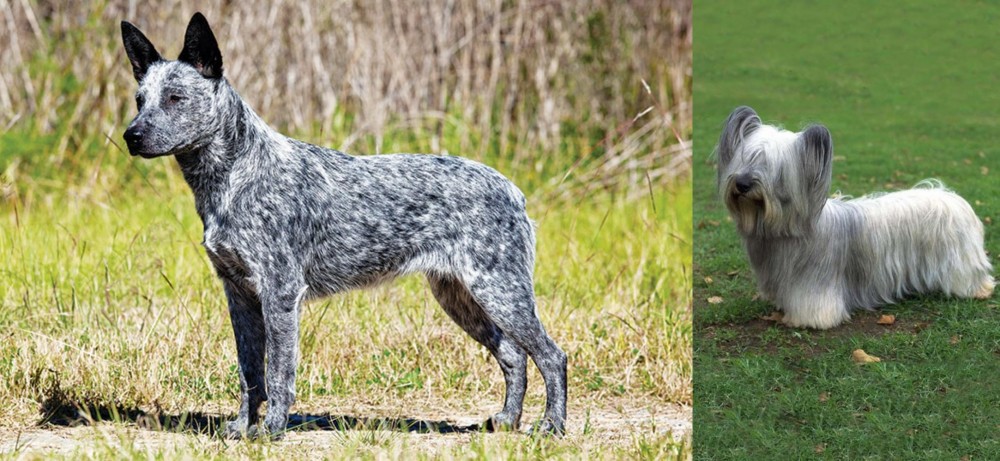 Skye Terrier vs Australian Stumpy Tail Cattle Dog - Breed Comparison