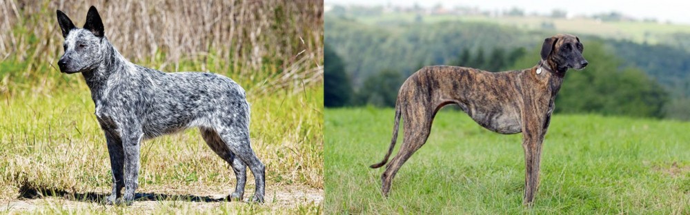 Sloughi vs Australian Stumpy Tail Cattle Dog - Breed Comparison