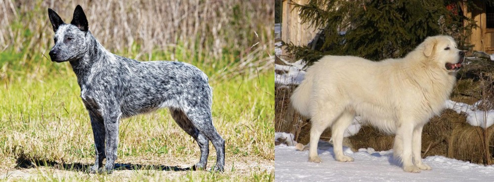 Slovak Cuvac vs Australian Stumpy Tail Cattle Dog - Breed Comparison