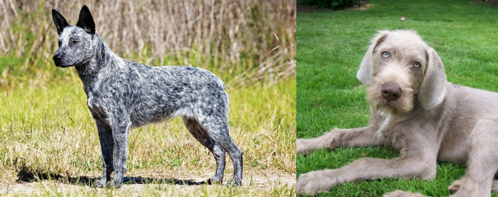 Slovakian Rough Haired Pointer vs Australian Stumpy Tail Cattle Dog - Breed Comparison