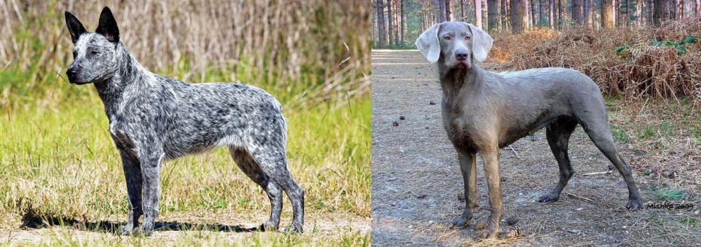 Slovensky Hrubosrsty Stavac vs Australian Stumpy Tail Cattle Dog - Breed Comparison