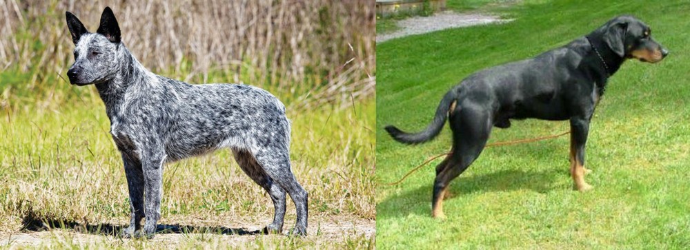 Smalandsstovare vs Australian Stumpy Tail Cattle Dog - Breed Comparison