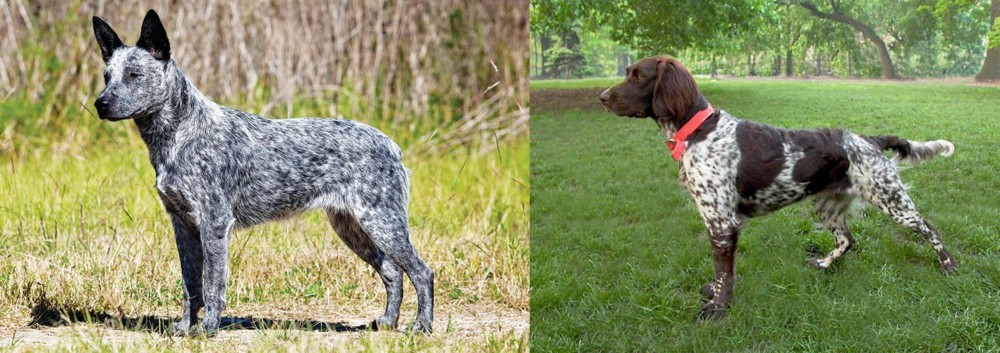 Small Munsterlander vs Australian Stumpy Tail Cattle Dog - Breed Comparison