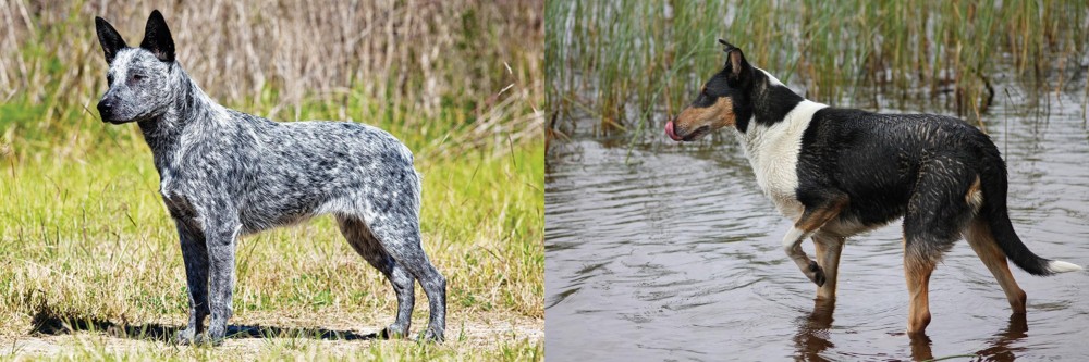 Smooth Collie vs Australian Stumpy Tail Cattle Dog - Breed Comparison