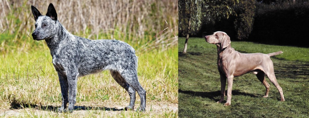 Smooth Haired Weimaraner vs Australian Stumpy Tail Cattle Dog - Breed Comparison