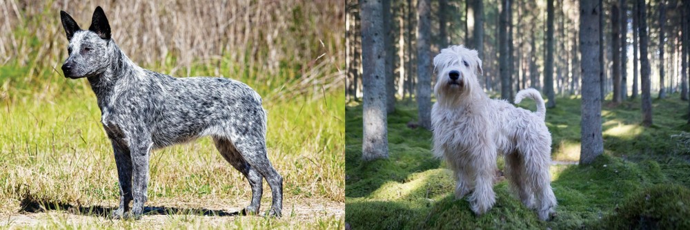 Soft-Coated Wheaten Terrier vs Australian Stumpy Tail Cattle Dog - Breed Comparison