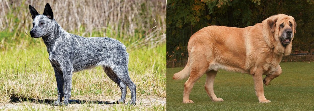 Spanish Mastiff vs Australian Stumpy Tail Cattle Dog - Breed Comparison