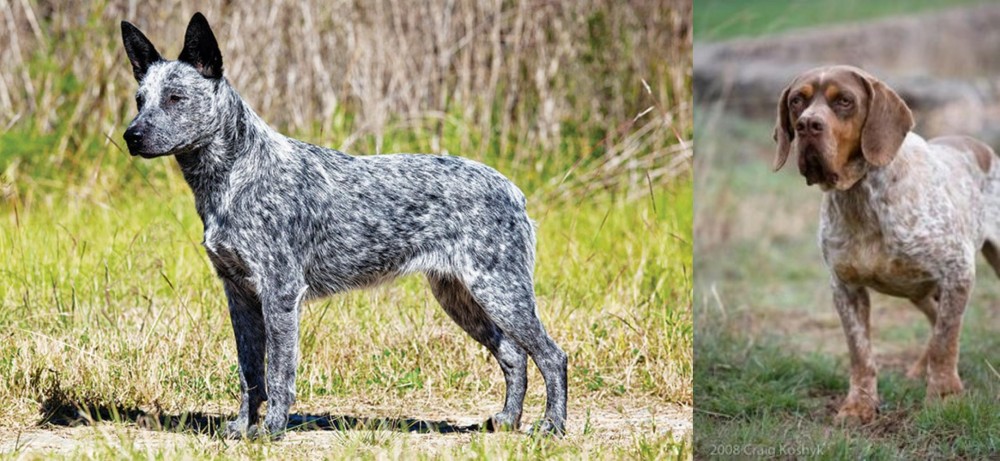Spanish Pointer vs Australian Stumpy Tail Cattle Dog - Breed Comparison