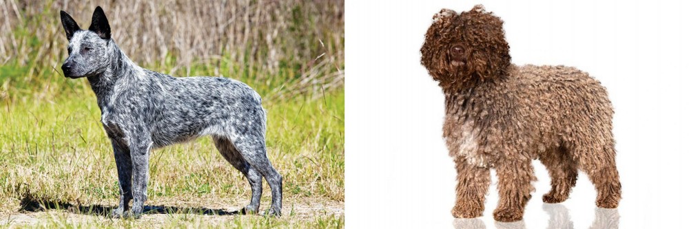 Spanish Water Dog vs Australian Stumpy Tail Cattle Dog - Breed Comparison
