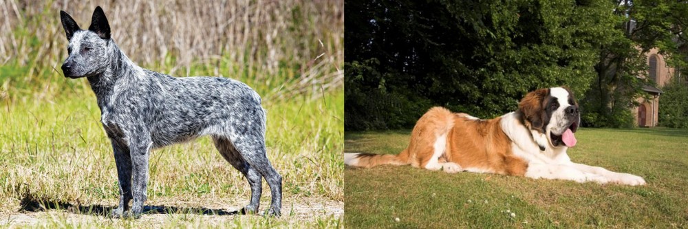 St. Bernard vs Australian Stumpy Tail Cattle Dog - Breed Comparison
