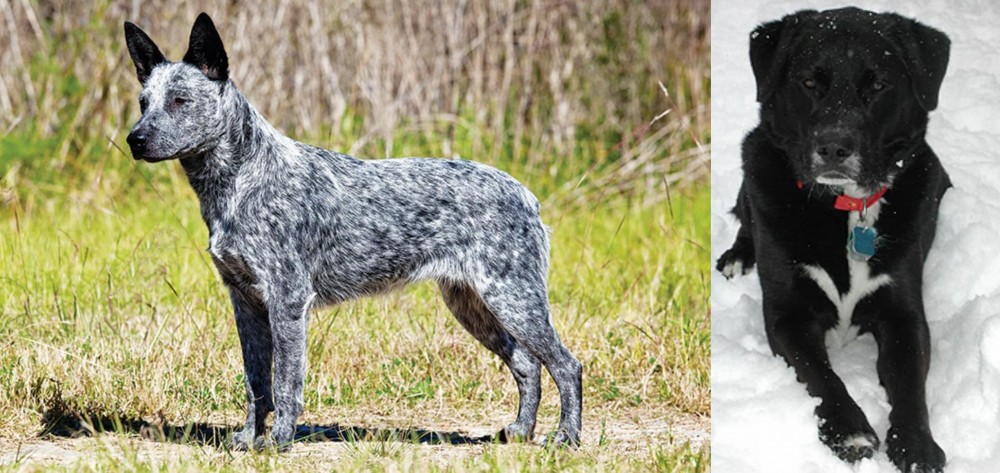 St. John's Water Dog vs Australian Stumpy Tail Cattle Dog - Breed Comparison