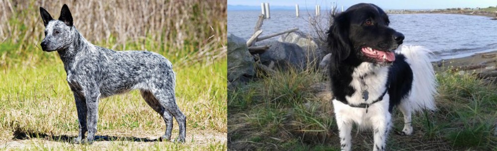 Stabyhoun vs Australian Stumpy Tail Cattle Dog - Breed Comparison
