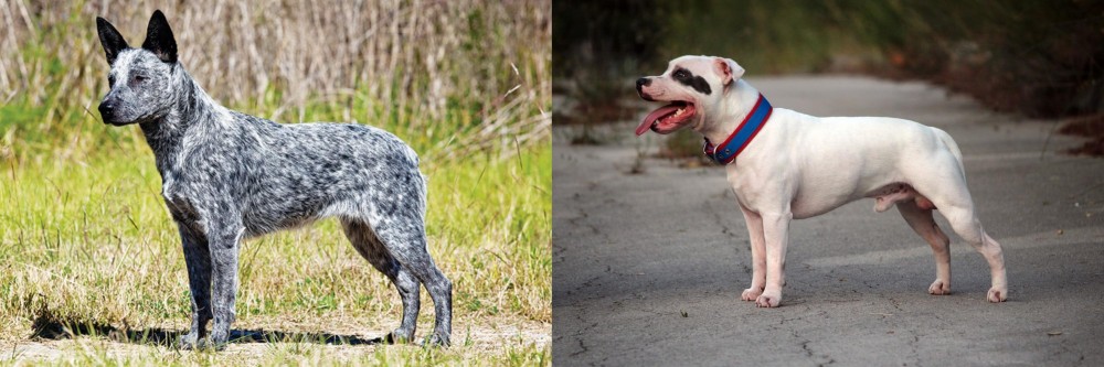 Staffordshire Bull Terrier vs Australian Stumpy Tail Cattle Dog - Breed Comparison
