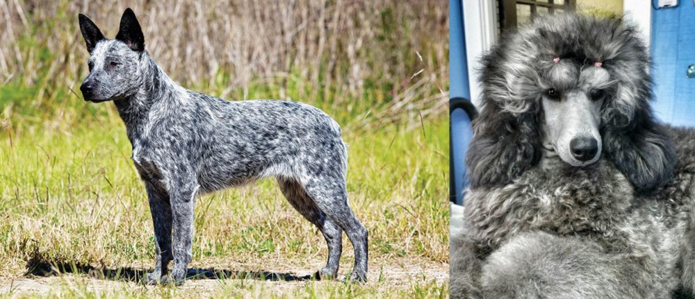 Standard Poodle vs Australian Stumpy Tail Cattle Dog - Breed Comparison