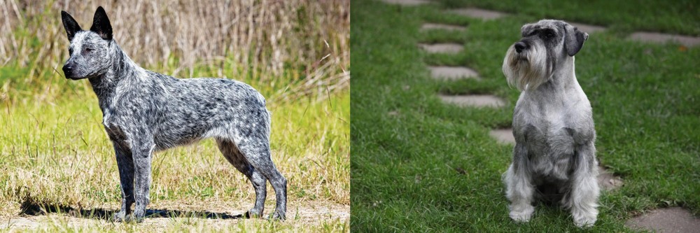 Standard Schnauzer vs Australian Stumpy Tail Cattle Dog - Breed Comparison