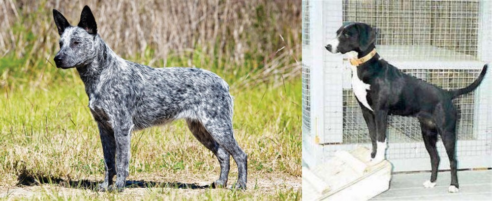 Stephens Stock vs Australian Stumpy Tail Cattle Dog - Breed Comparison