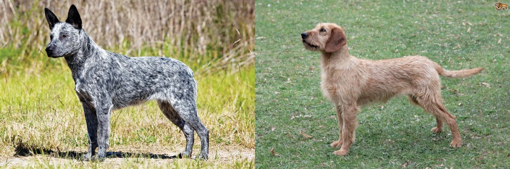 Styrian Coarse Haired Hound vs Australian Stumpy Tail Cattle Dog - Breed Comparison
