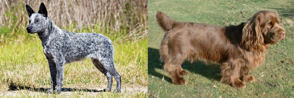 Sussex Spaniel vs Australian Stumpy Tail Cattle Dog - Breed Comparison