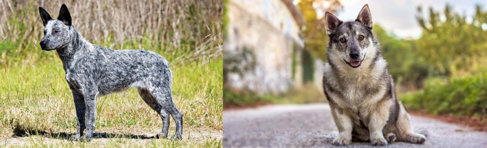 Swedish Vallhund vs Australian Stumpy Tail Cattle Dog - Breed Comparison