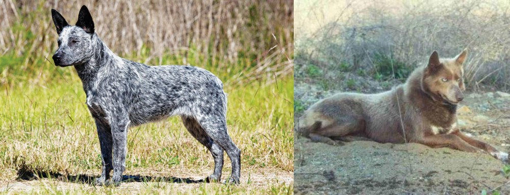 Tahltan Bear Dog vs Australian Stumpy Tail Cattle Dog - Breed Comparison