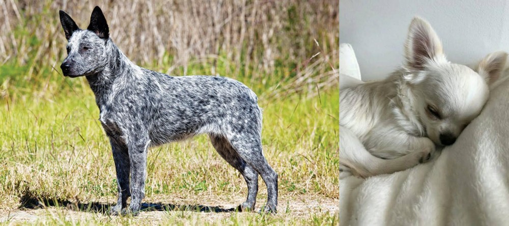 Tea Cup Chihuahua vs Australian Stumpy Tail Cattle Dog - Breed Comparison