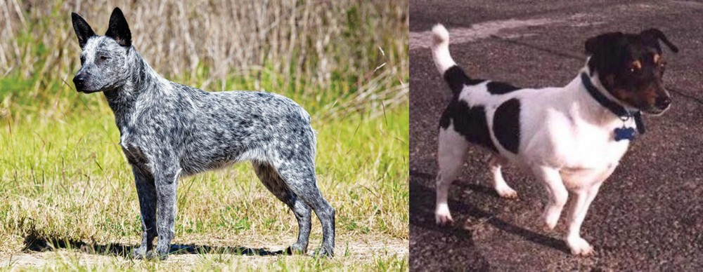 Teddy Roosevelt Terrier vs Australian Stumpy Tail Cattle Dog - Breed Comparison