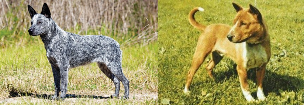Telomian vs Australian Stumpy Tail Cattle Dog - Breed Comparison
