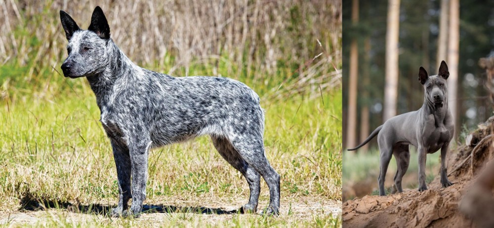 Thai Ridgeback vs Australian Stumpy Tail Cattle Dog - Breed Comparison