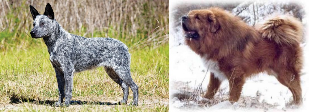 Tibetan Kyi Apso vs Australian Stumpy Tail Cattle Dog - Breed Comparison