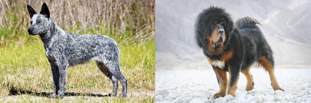 Tibetan Mastiff vs Australian Stumpy Tail Cattle Dog - Breed Comparison