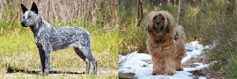 Tibetan Terrier vs Australian Stumpy Tail Cattle Dog - Breed Comparison