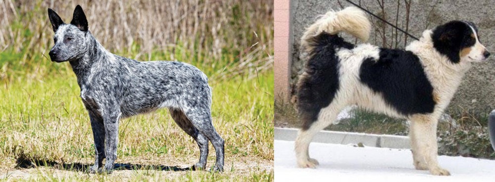 Tornjak vs Australian Stumpy Tail Cattle Dog - Breed Comparison