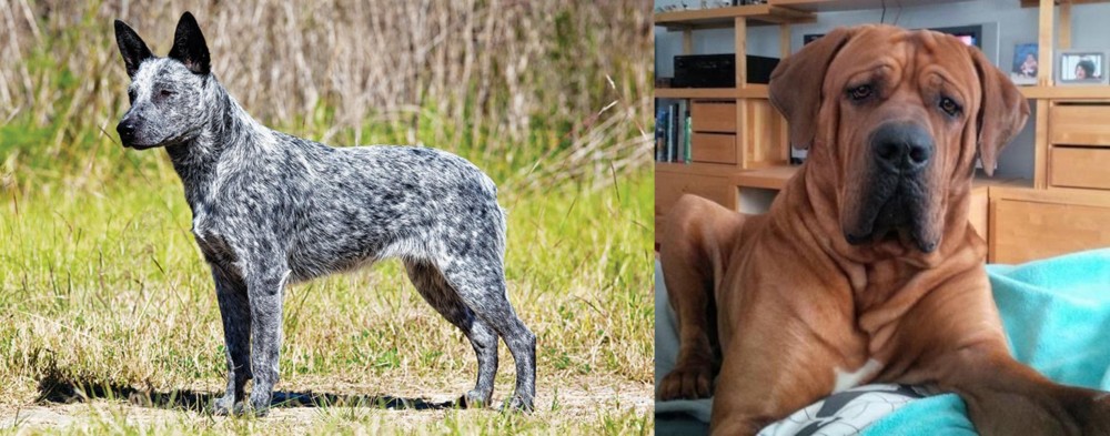 Tosa vs Australian Stumpy Tail Cattle Dog - Breed Comparison