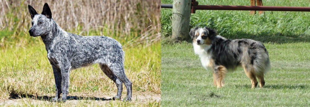 Toy Australian Shepherd vs Australian Stumpy Tail Cattle Dog - Breed Comparison