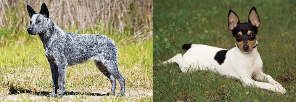 Toy Fox Terrier vs Australian Stumpy Tail Cattle Dog - Breed Comparison